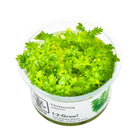 Tropica Hottonia palustris 1-2-GROW!
