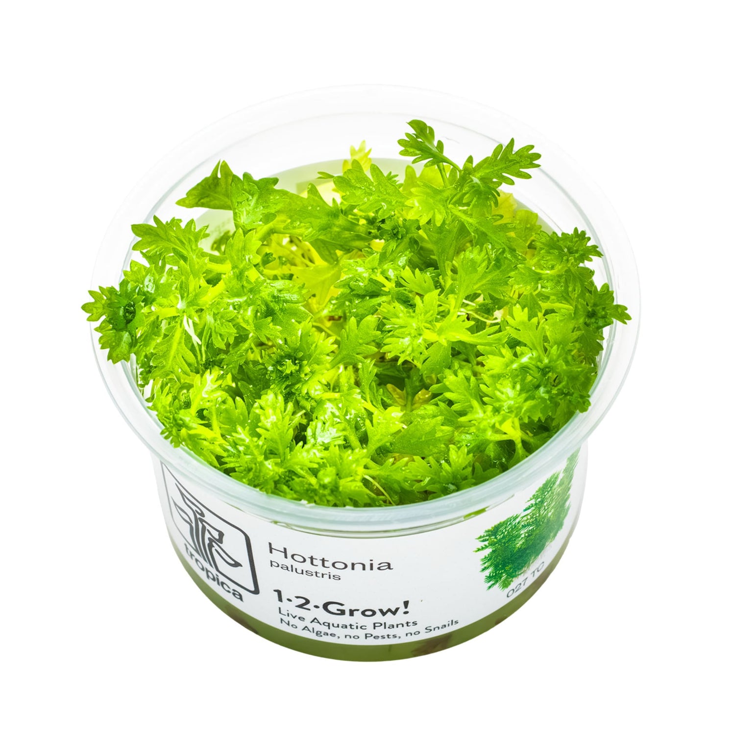 Tropica Hottonia palustris 1-2-GROW!