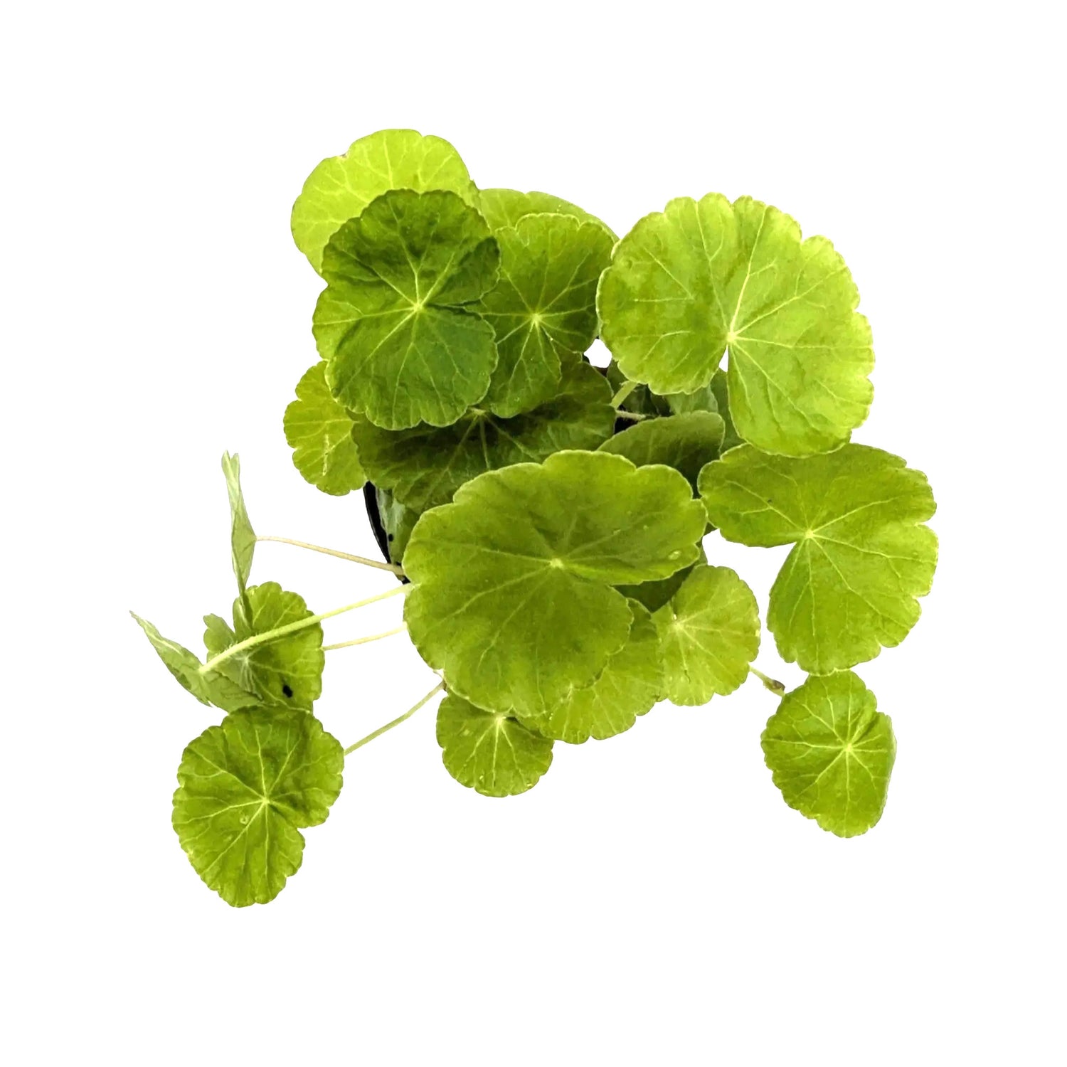 Hydrocotyle leucocephala