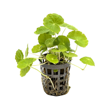 Hydrocotyle leucocephala