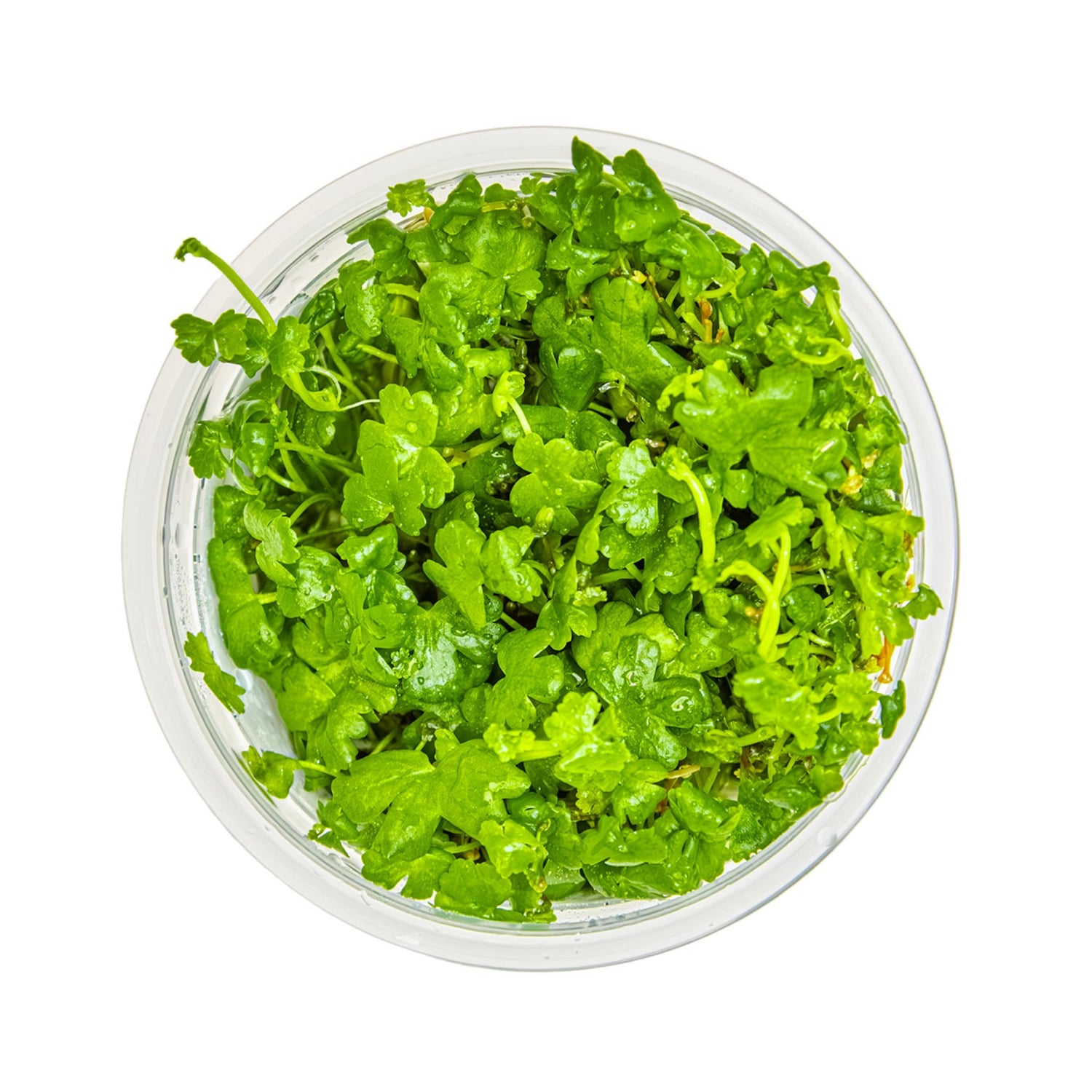 Tropica Hydrocotyle tripartita 1-2-GROW!