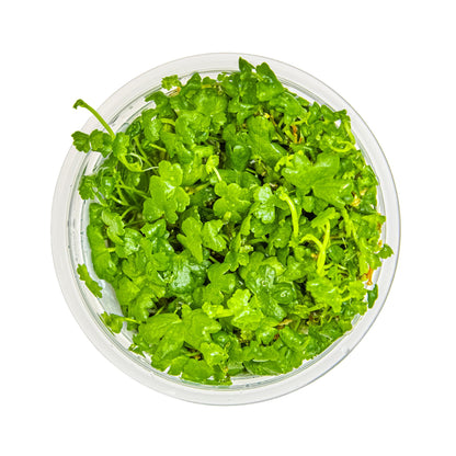 Tropica Hydrocotyle tripartita 1-2-GROW!