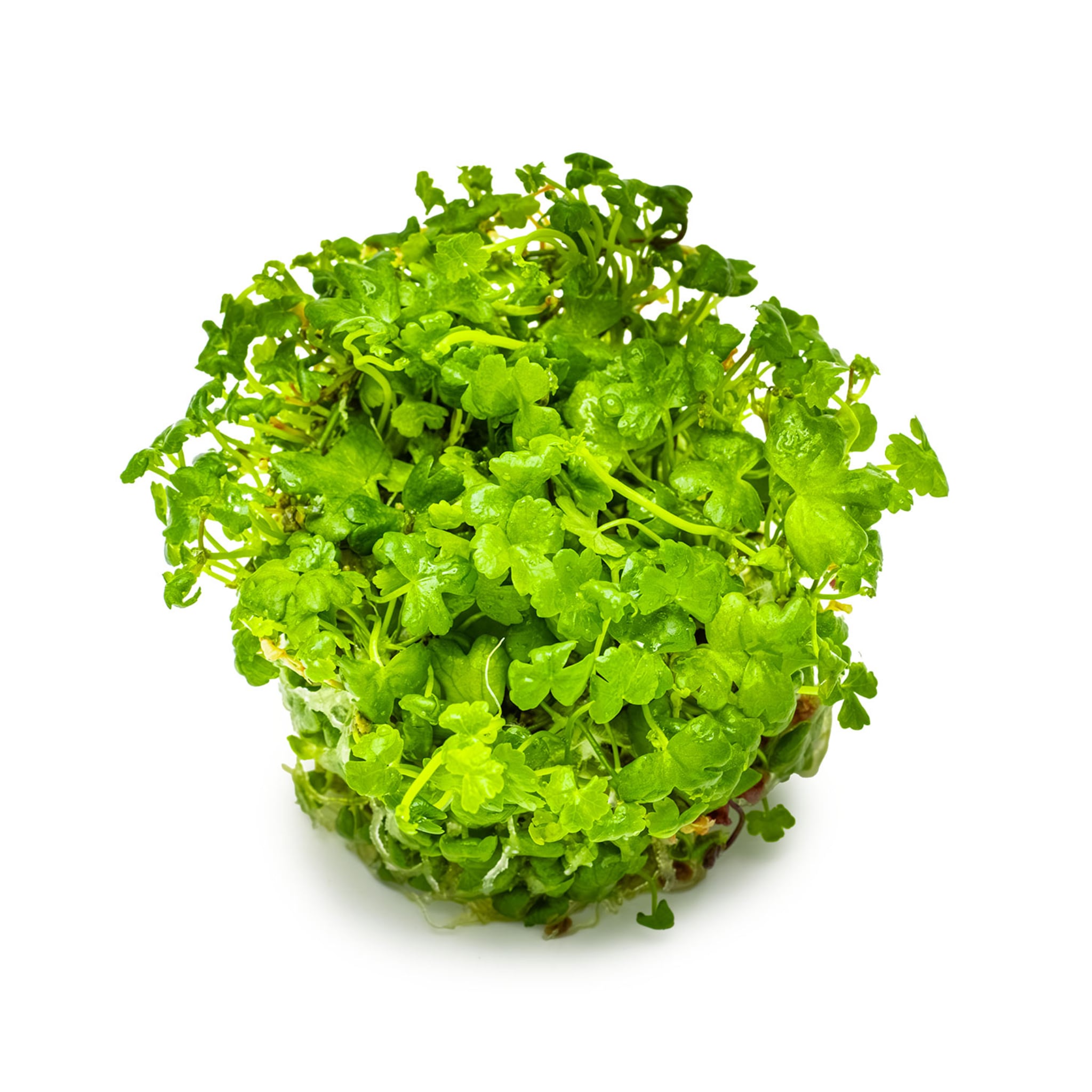 Tropica Hydrocotyle tripartita 1-2-GROW!