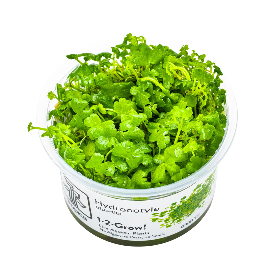 Tropica Hydrocotyle tripartita 1-2-GROW!