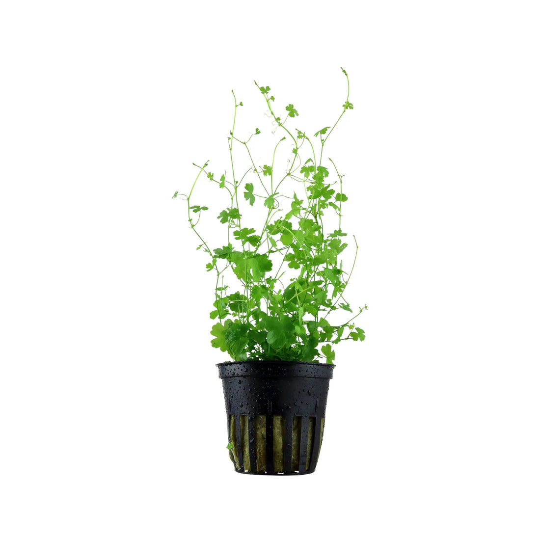 Hydrocotyle tripartita Aquafleur