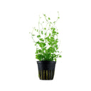 Hydrocotyle tripartita