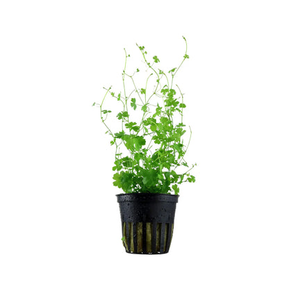 Hydrocotyle tripartita Aquafleur