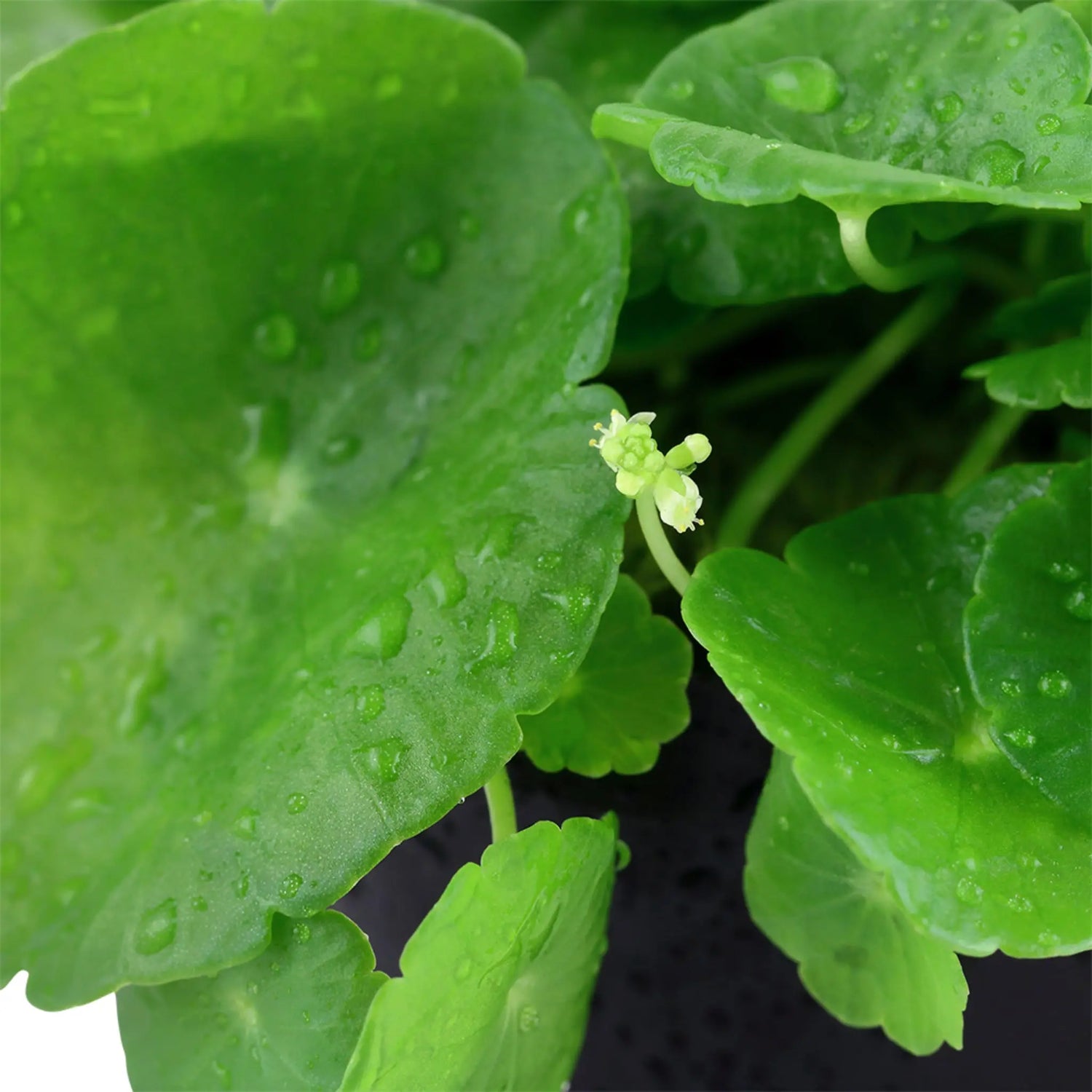 Hydrocotyle verticillata (Whorled umbrella plant) - Aqua Essentials