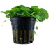 Hydrocotyle verticillata (Whorled umbrella plant) - Aqua Essentials
