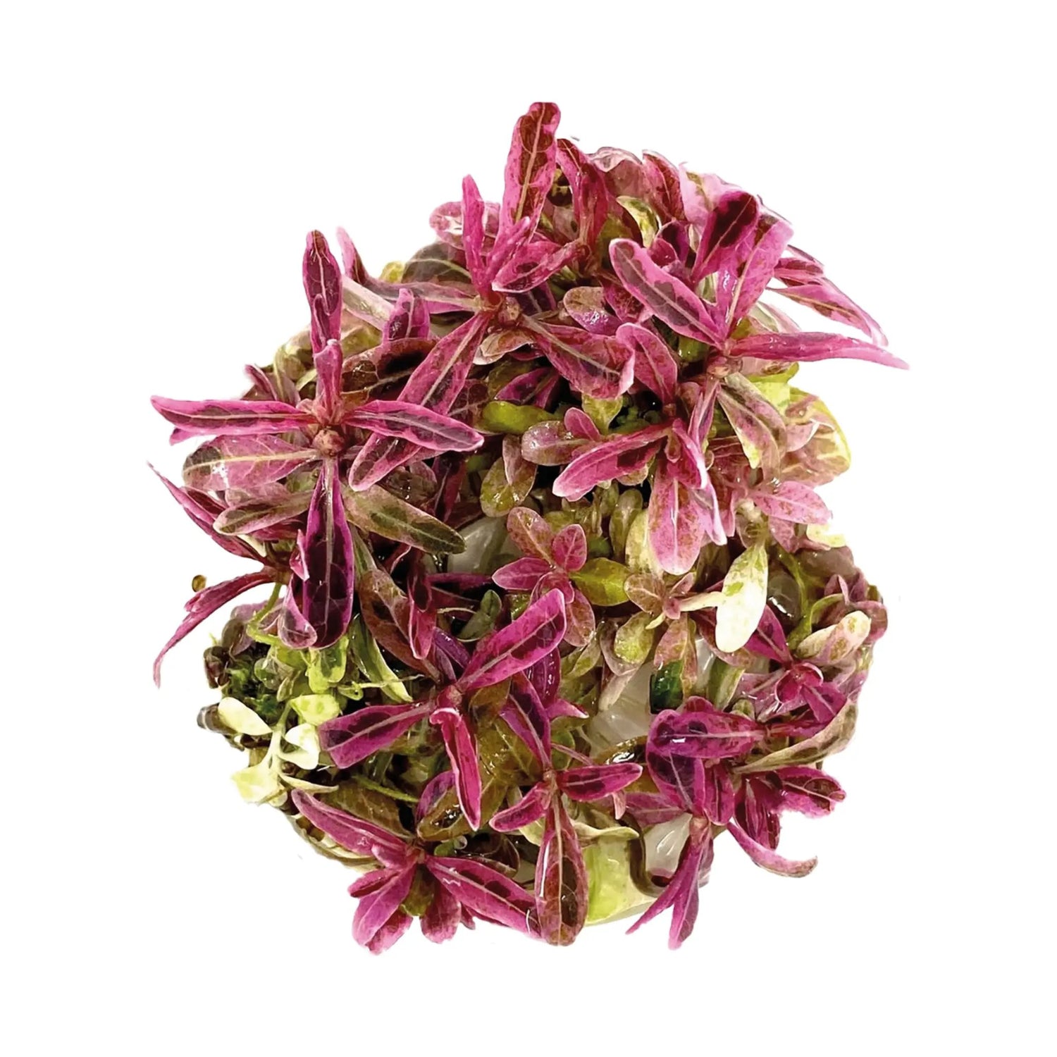 Hygrophila Lancea Chai | Easy Grow Aquafleur