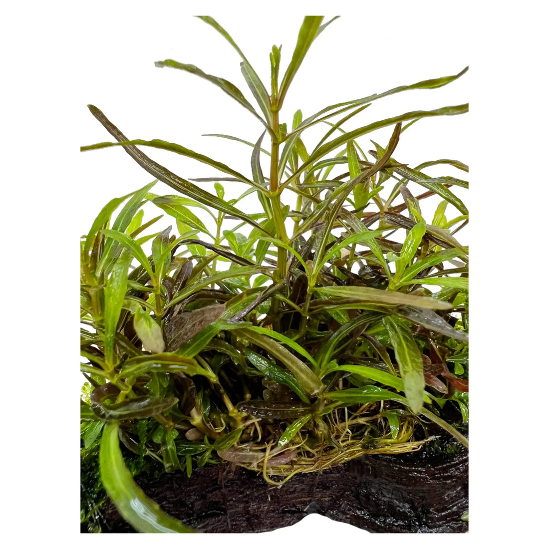 Hygrophila araguaia on Driftwood with Moss - Aqua Essentials