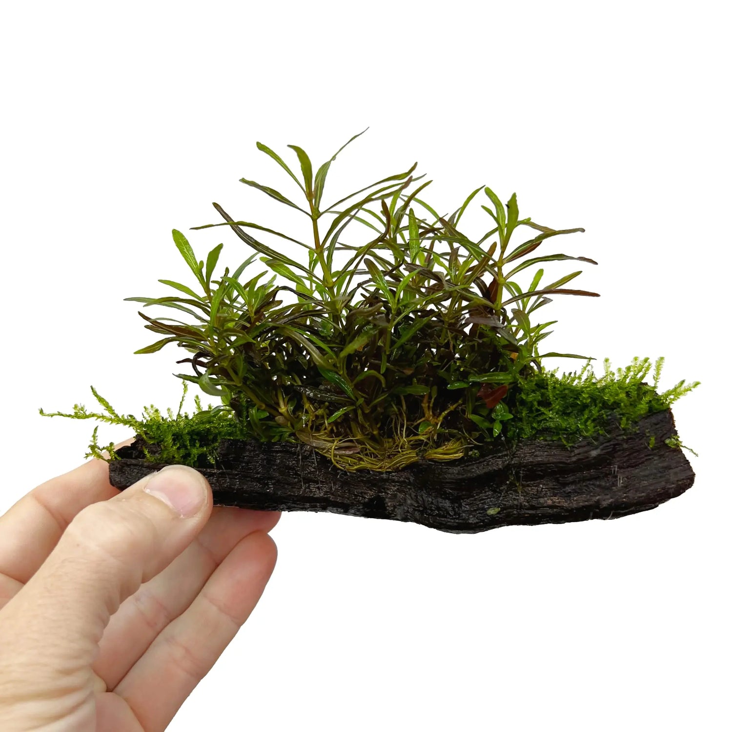 Hygrophila araguaia on Driftwood with Moss - Aqua Essentials