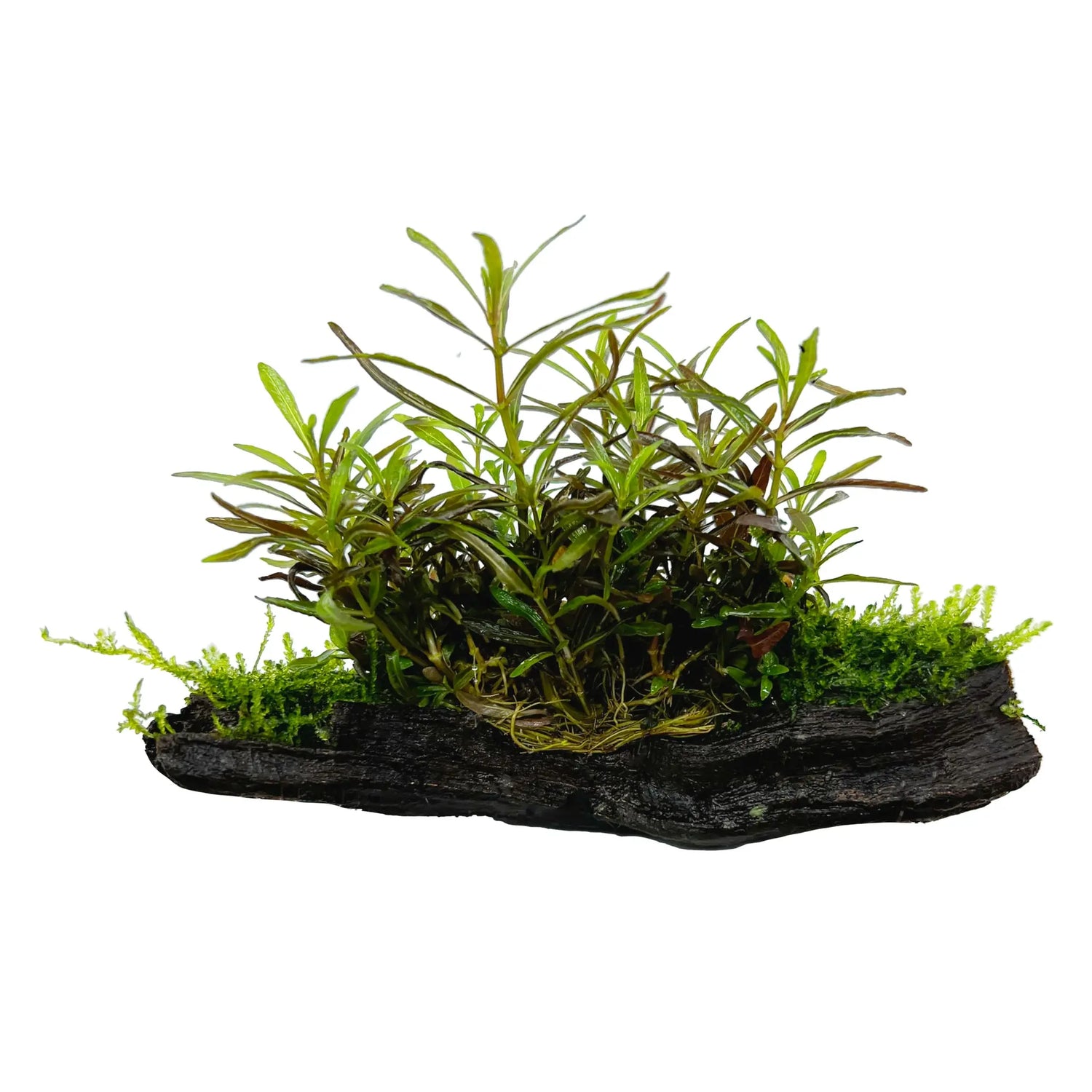 Hygrophila araguaia on Driftwood with Moss - Aqua Essentials