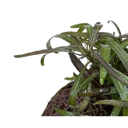 Hygrophila araguaia on Lava Aqua Essentials