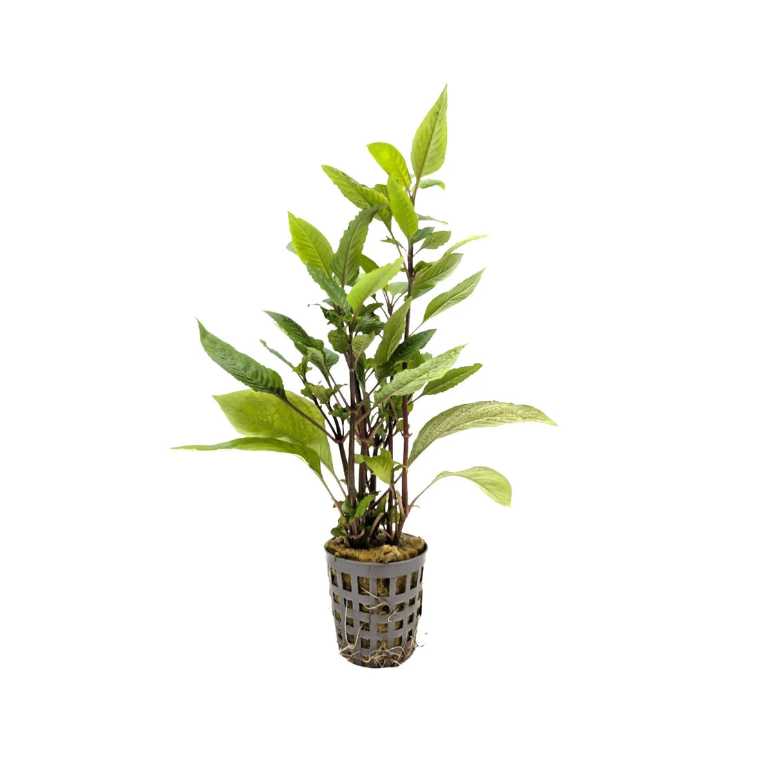 Hygrophila corymbosa Aquafleur