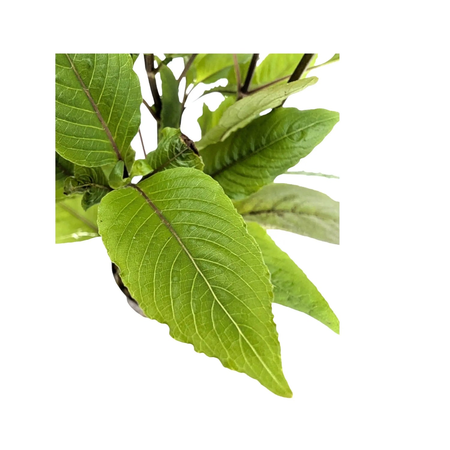 Hygrophila corymbosa Aquafleur