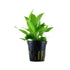 Hygrophila corymbosa Stricta Tropica