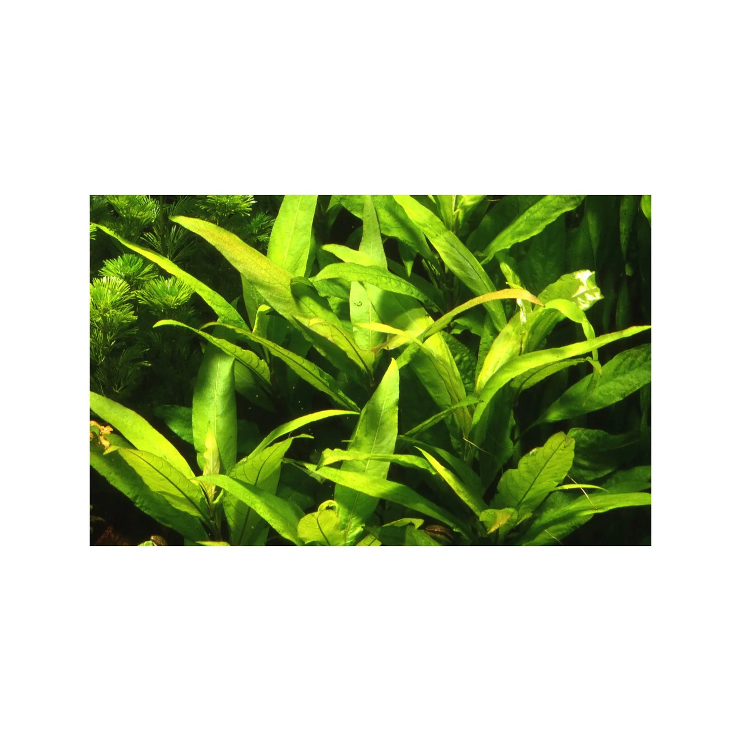 Hygrophila corymbosa Stricta Tropica