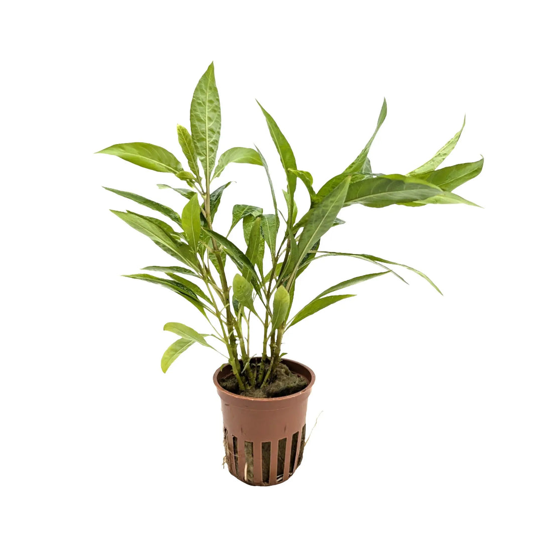 Hygrophila corymbosa Stricta Tropica