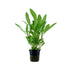 Hygrophila costata Tropica