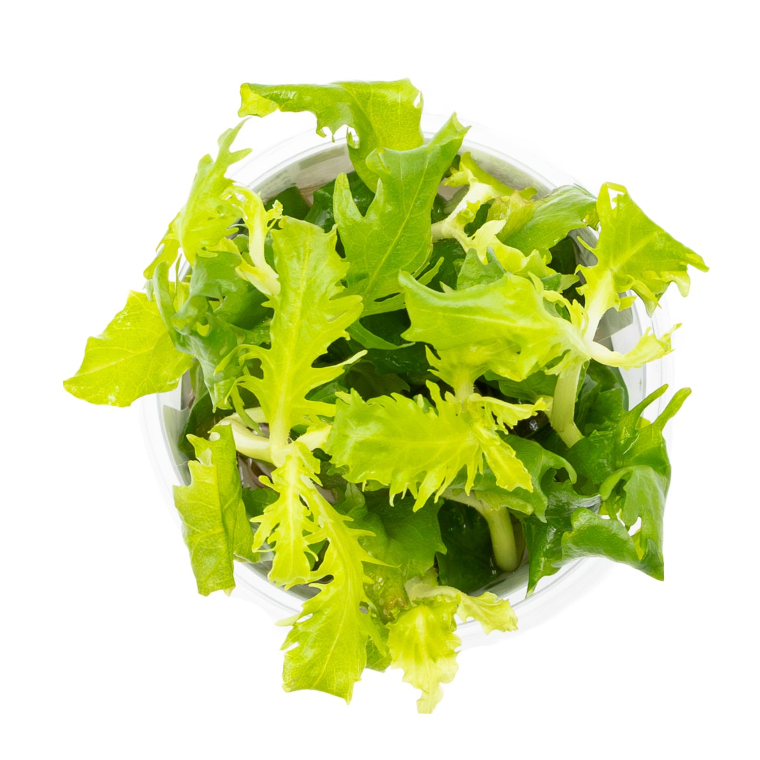 Tropica Hygrophila difformis 1-2-GROW