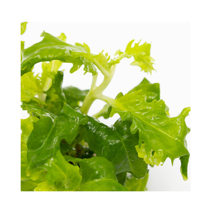 Tropica Hygrophila difformis 1-2-GROW