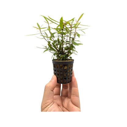 Hygrophila lancea Aquafleur