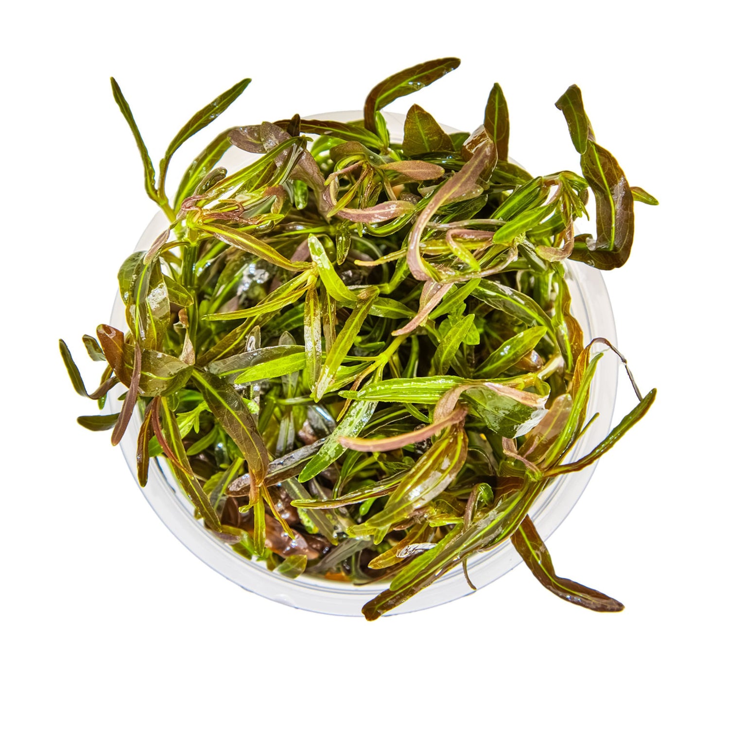 Tropica Hygrophila lancea Araguaia 1-2-GROW!