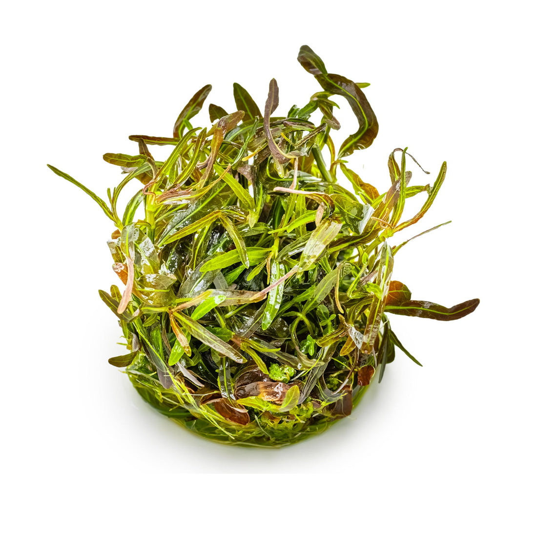 Tropica Hygrophila lancea Araguaia 1-2-GROW!