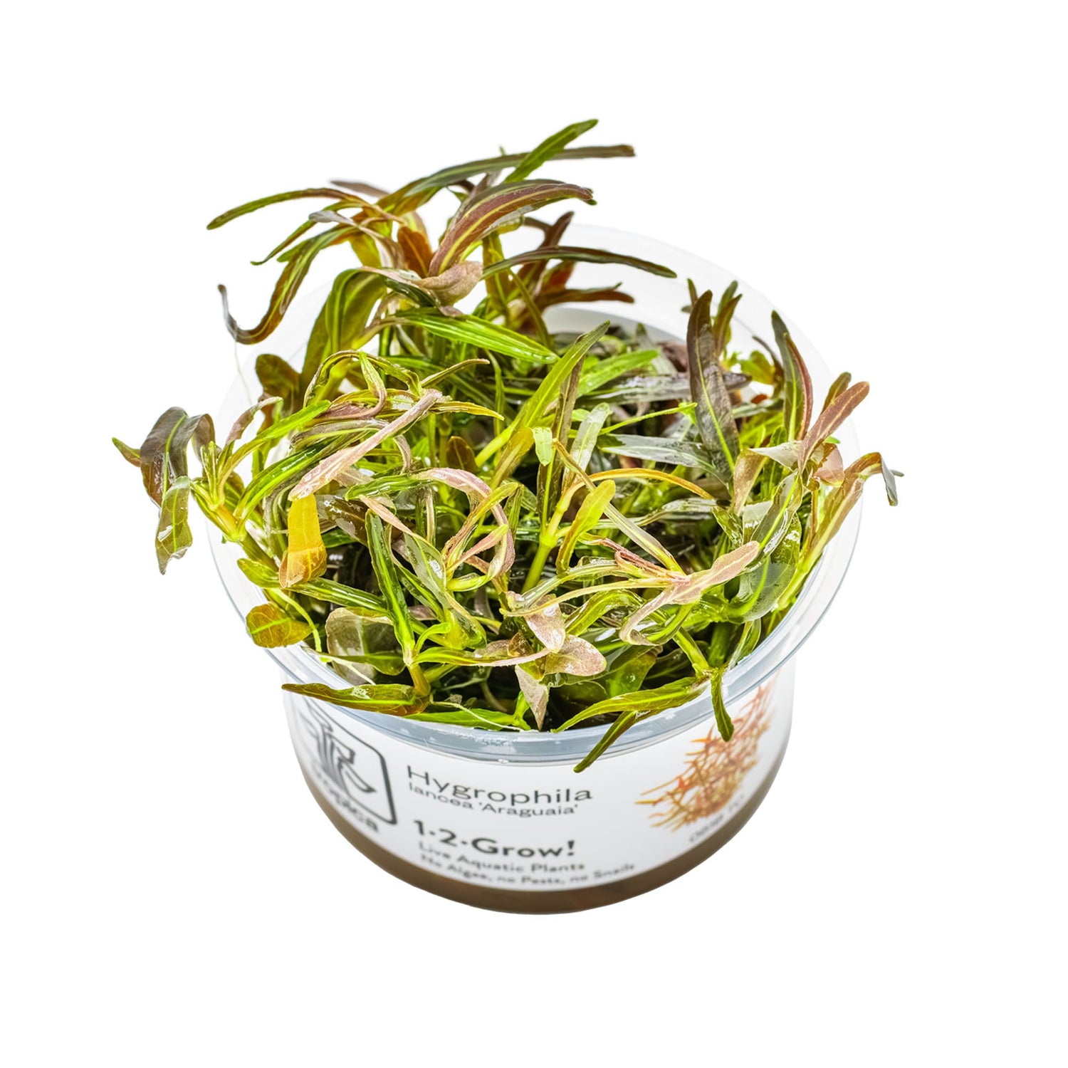 Tropica Hygrophila lancea Araguaia 1-2-GROW!