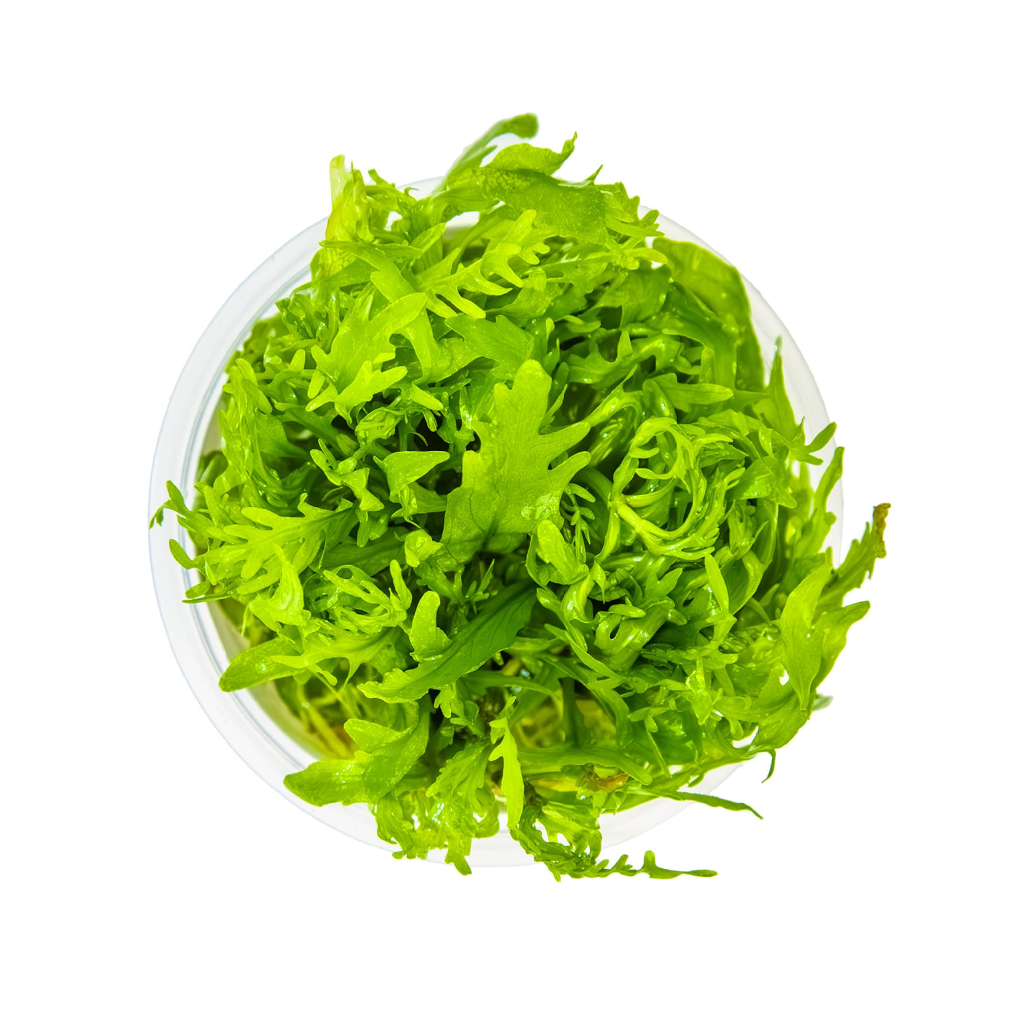 Tropica Hygrophila odora 1-2-GROW