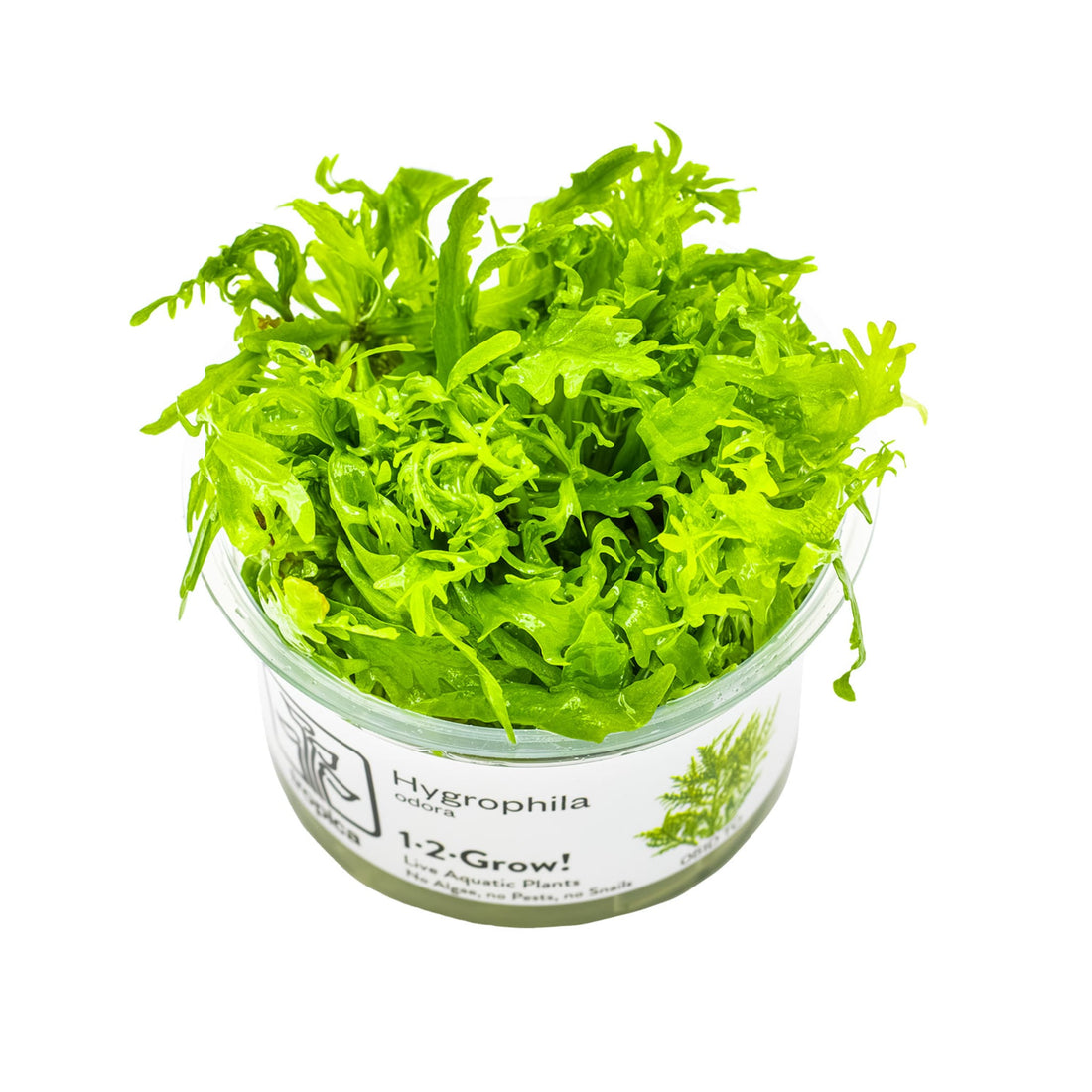 Tropica Hygrophila odora 1-2-GROW