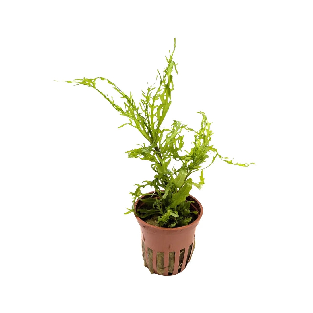 Hygrophila odora Difformis Tropica