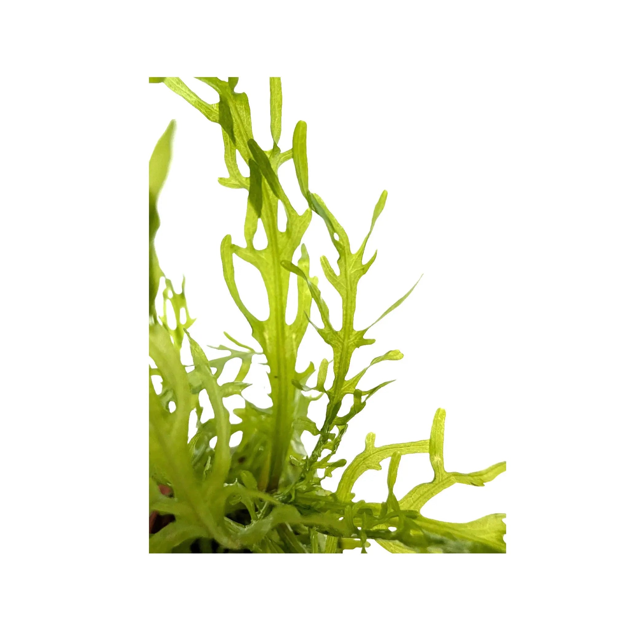 Hygrophila odora Difformis Tropica