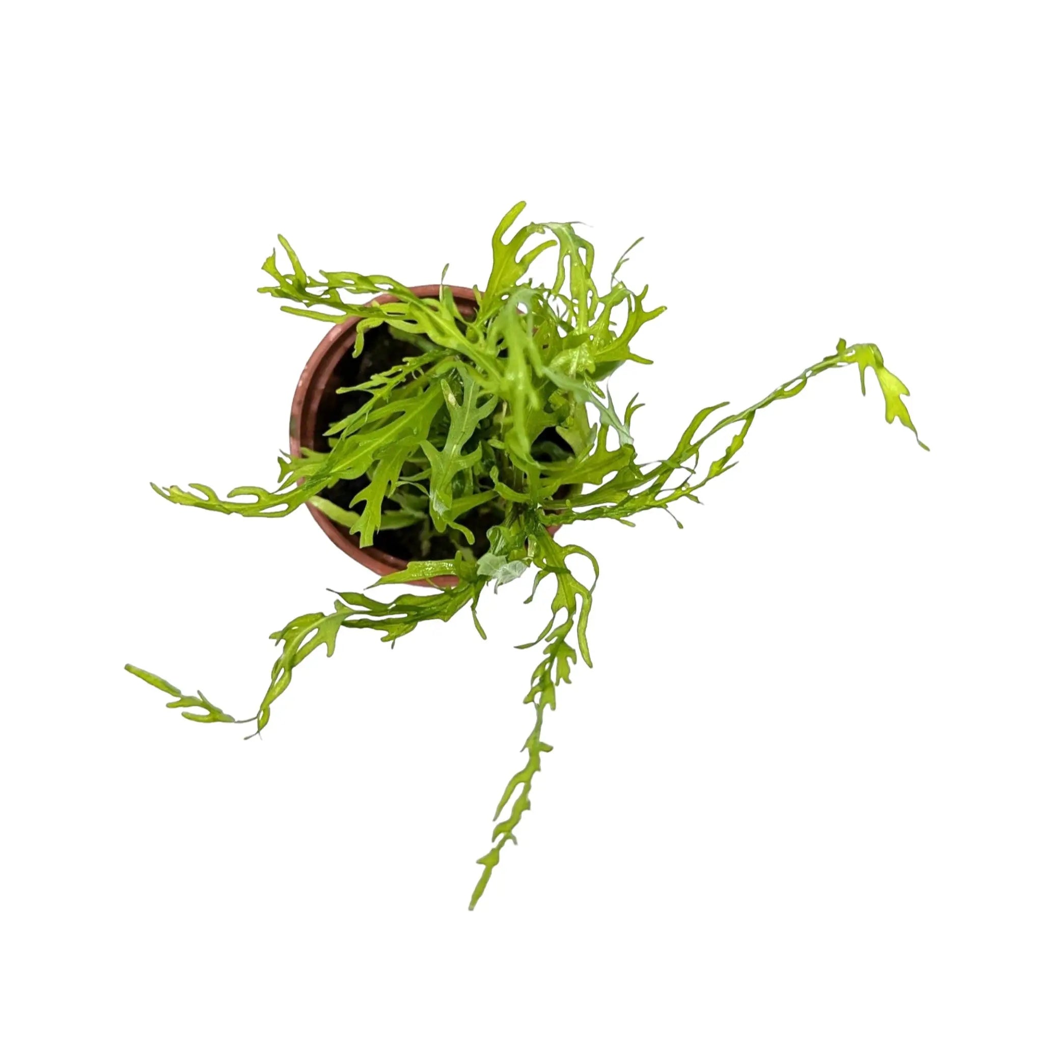 Hygrophila odora Difformis Tropica