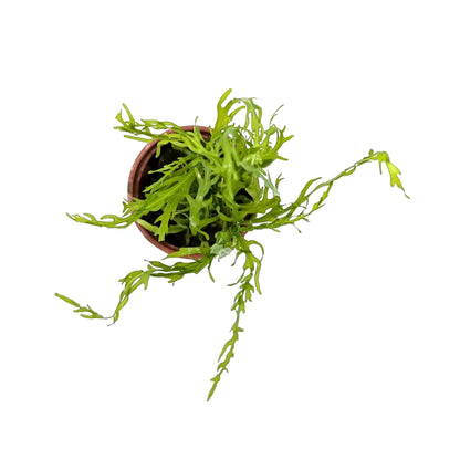 Hygrophila odora Difformis Tropica