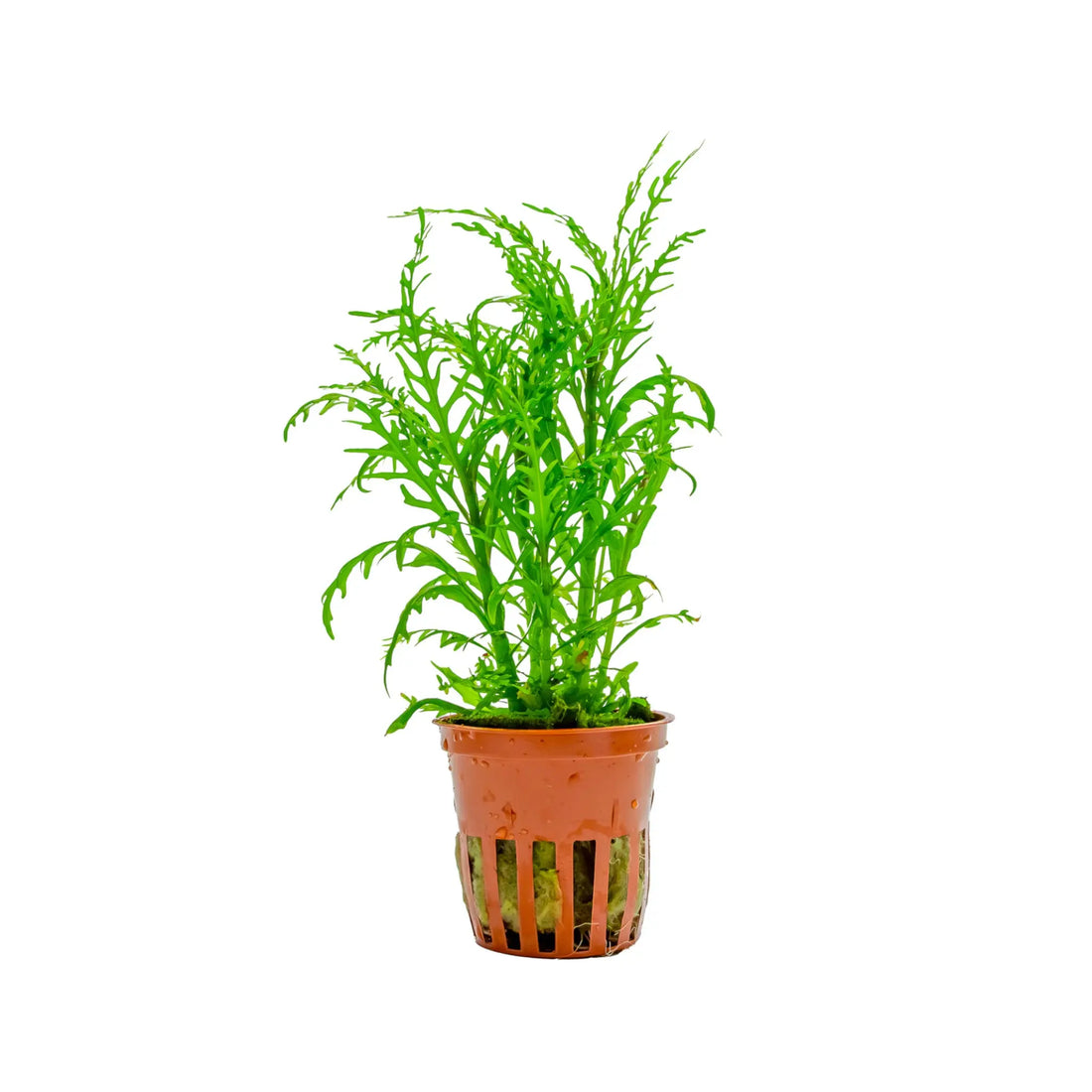 Hygrophila odora Difformis Tropica