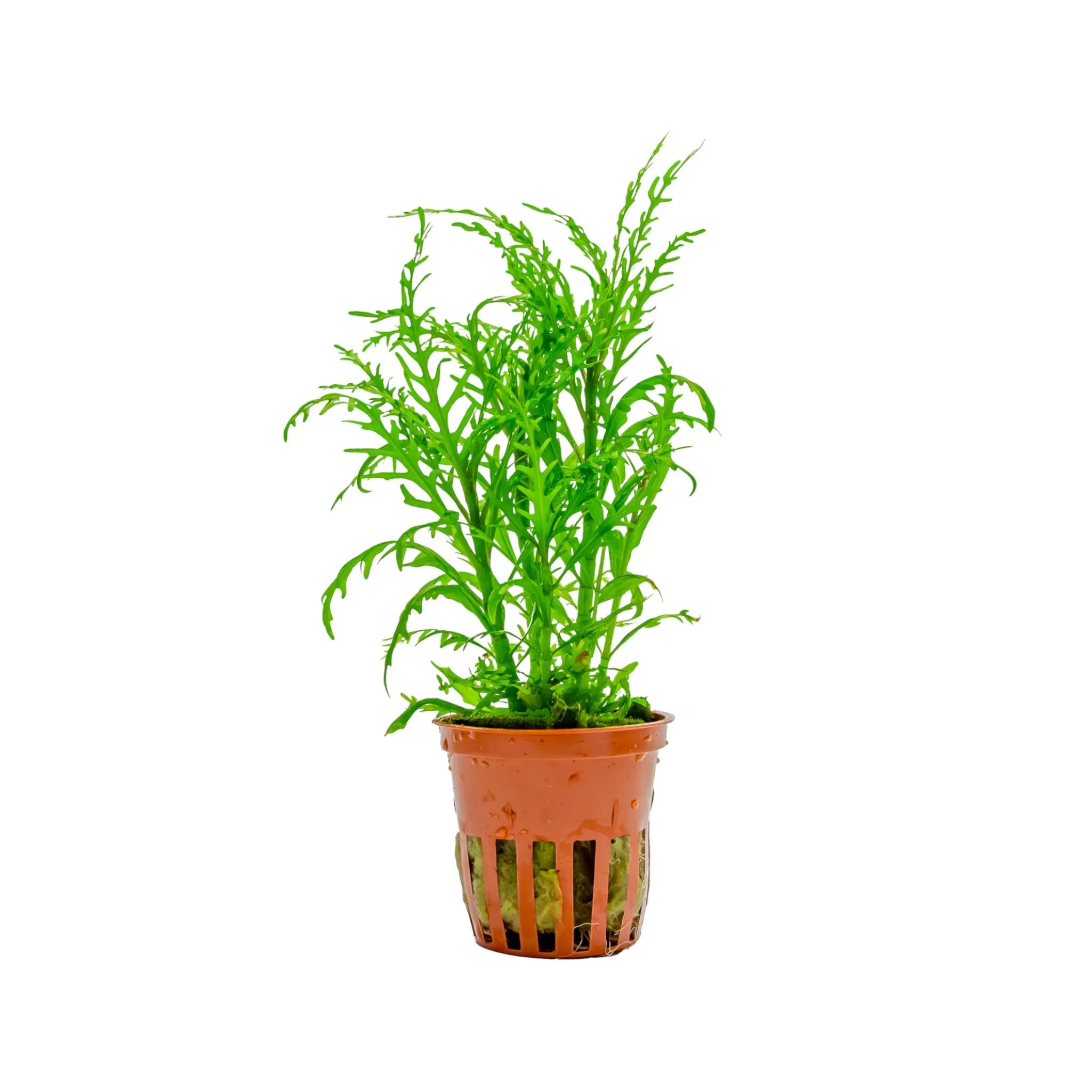 Hygrophila odora Difformis Tropica