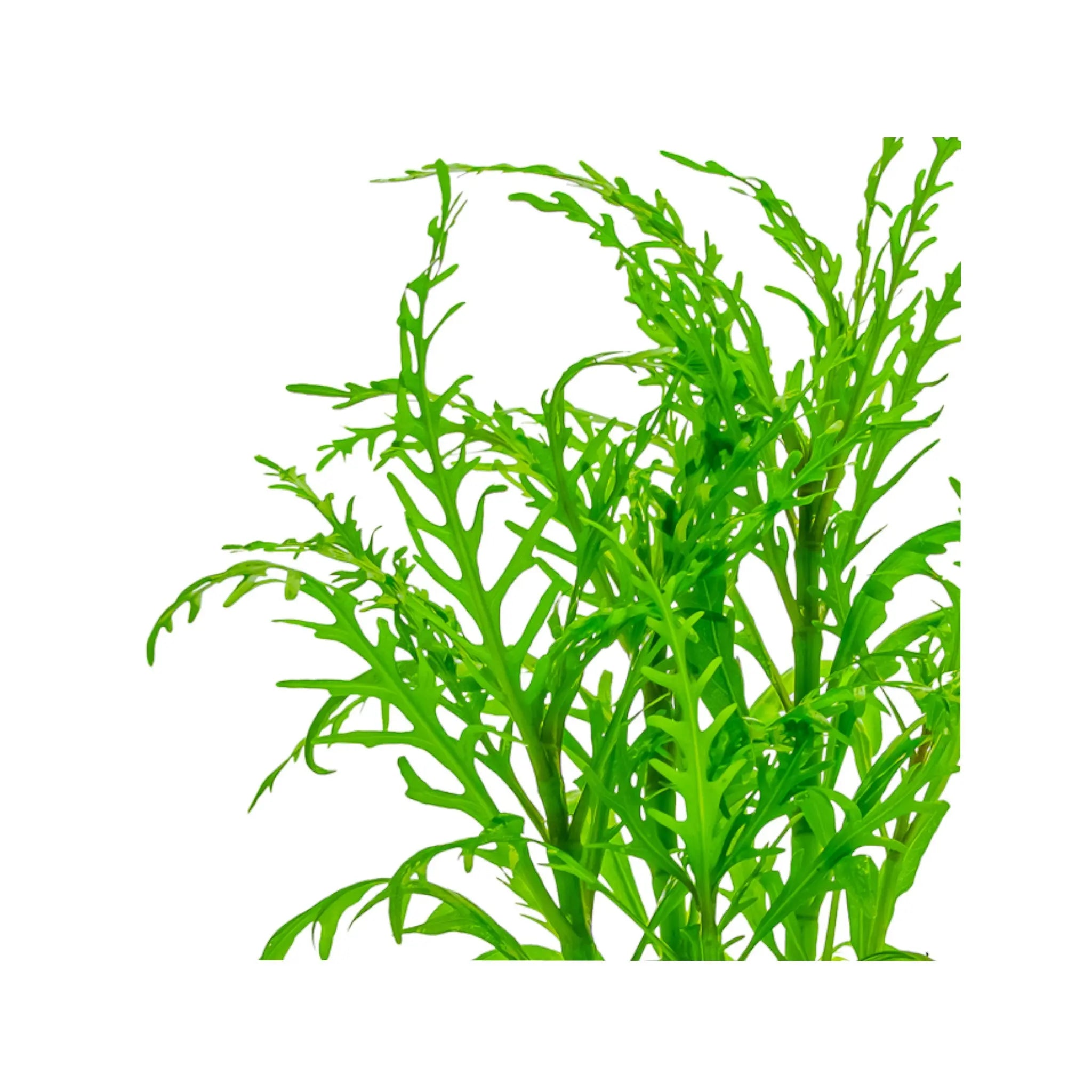 Hygrophila odora Difformis Tropica