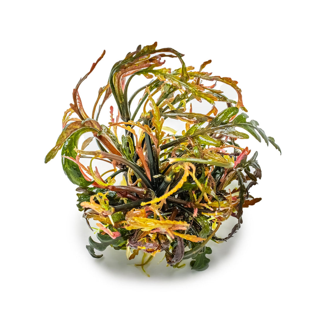 Tropica Hygrophila pinnatifida 1-2-GROW!