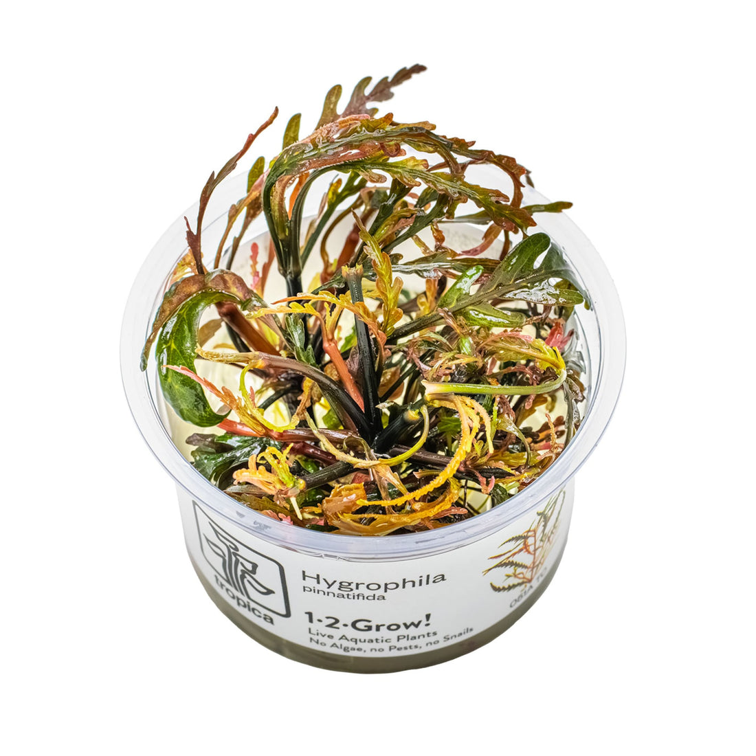 Tropica Hygrophila pinnatifida 1-2-GROW!