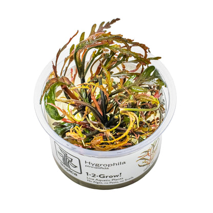 Tropica Hygrophila pinnatifida 1-2-GROW!