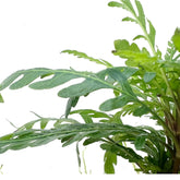 Hygrophila pinnatifida & Moss on Wood - Aqua Essentials