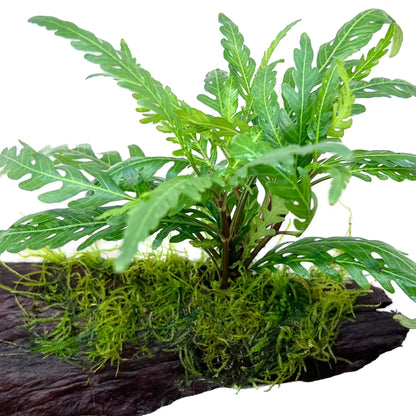 Hygrophila pinnatifida &amp; Moss on Wood - Aqua Essentials
