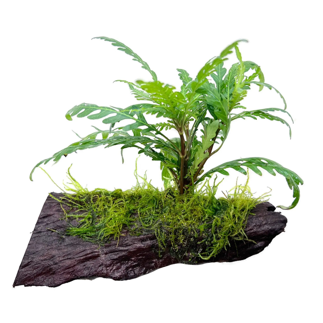 Aquatic Java Fern and Java Moss on Wood - Live Plants, Indoor Plant, Tropical Plant
