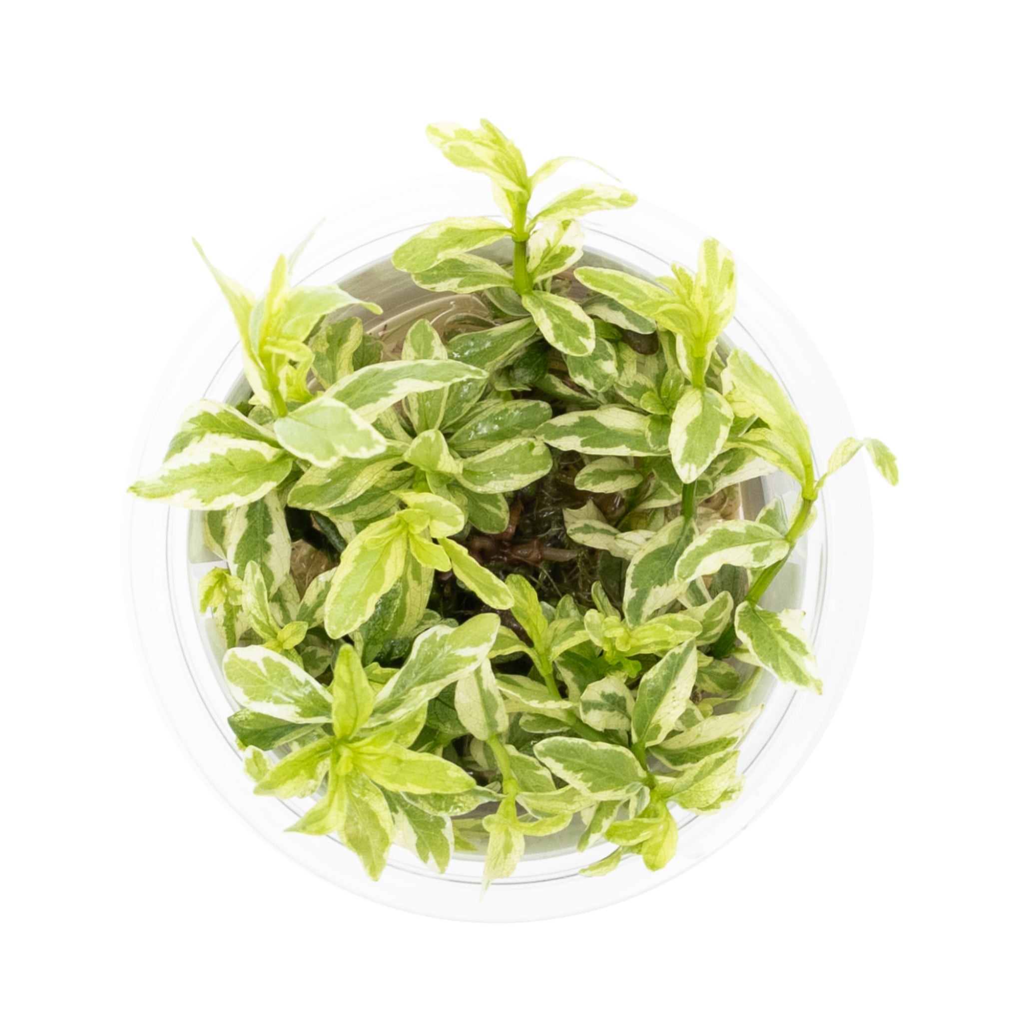 Tropica Hygrophila polysperma White 1-2-GROW!