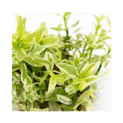 Tropica Hygrophila polysperma White 1-2-GROW!