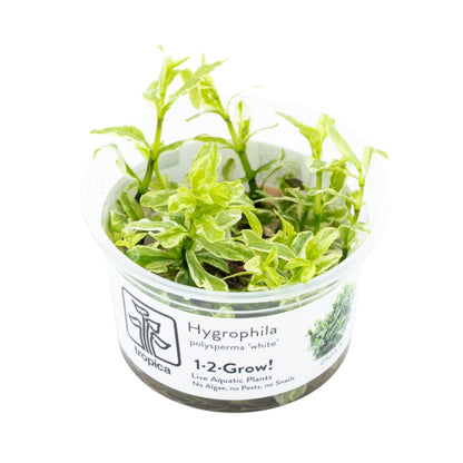 Tropica Hygrophila polysperma White 1-2-GROW!