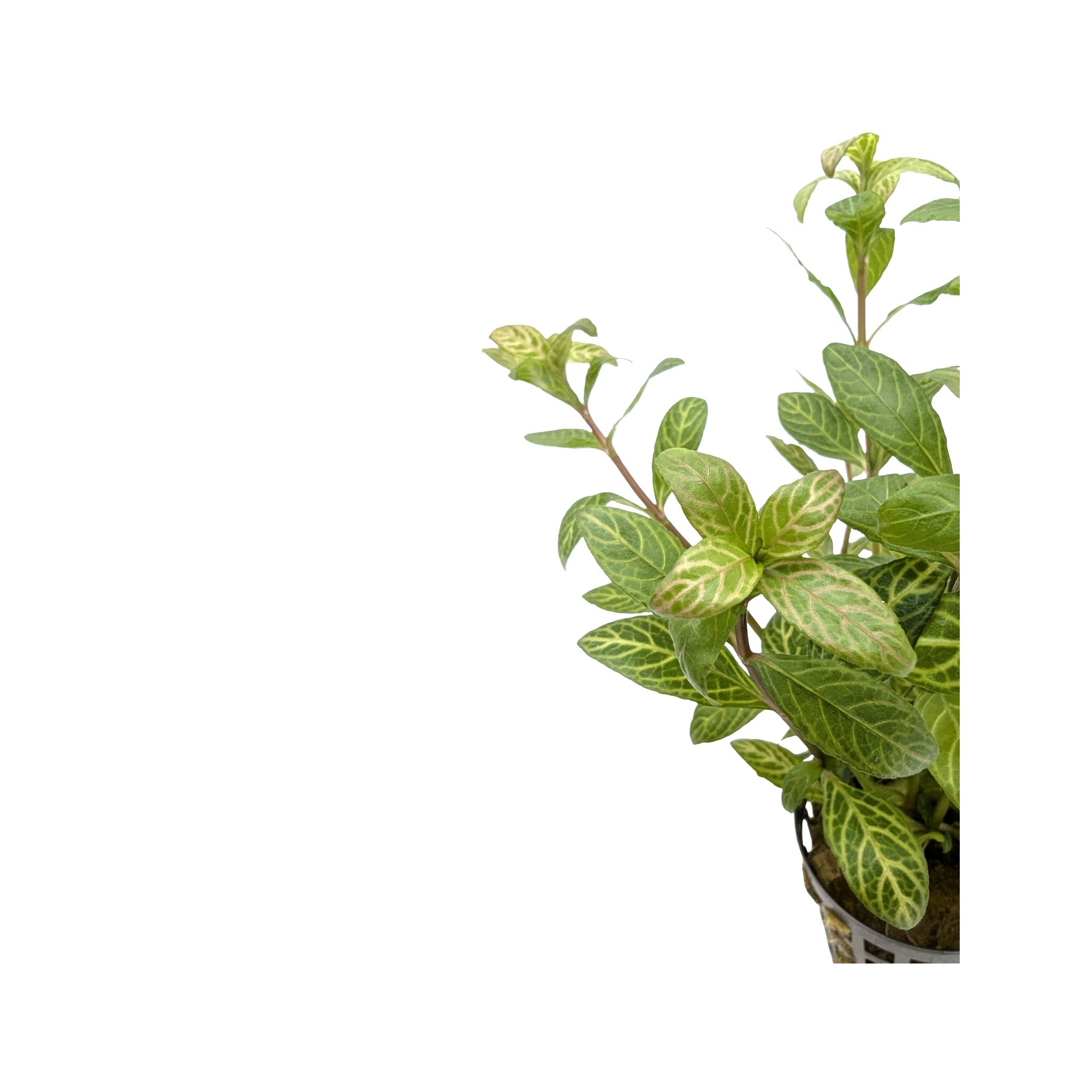 Hygrophila rosae australis