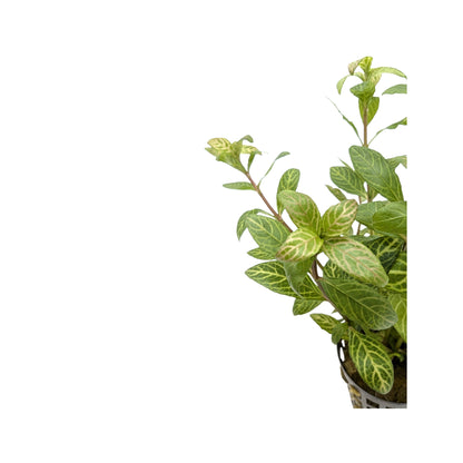 Hygrophila rosae australis